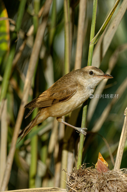 大苇莺(Acrocephalus arundinaceus)